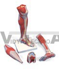 Lower Muscle Leg Model with detachable Knee, 3 part, Life Size